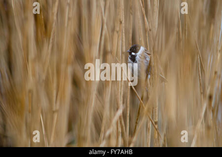 Reed bunting (Emberiza Schoeniclus) unter Schilf. Ein Feuchtgebiet Vogel in der Familie Emberizidae, männliche Zucht Gefieder zeigen Stockfoto