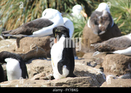 Albatros und Rockhopper-Pinguin-Kolonie in West Point Island, Falkland-Inseln, Süd-Atlantik Stockfoto