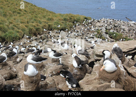 Albatros und Rockhopper-Pinguin-Kolonie in West Point Island, Falkland-Inseln, Süd-Atlantik Stockfoto