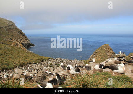 Albatros und Rockhopper-Pinguin-Kolonie in West Point Island, Falkland-Inseln, Süd-Atlantik Stockfoto