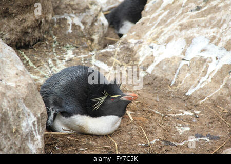 Rockhopper-Pinguin-Kolonie in West Point Insel, Falkland-Inseln, Süd-Atlantik Stockfoto