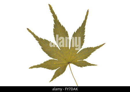 Getrocknete Blätter der japanischen Ahorn auf weißem Hintergrund Stockfoto