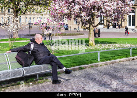 Älterer Mann sitzt auf der Bank und genießt Magnolien blühen im Frühling, Schlossplatz, Stuttgart, Baden-Württemberg, Deutschland Stockfoto