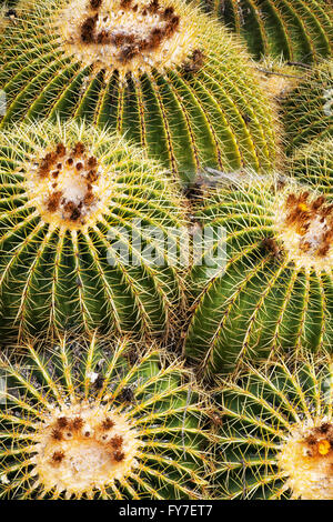 Mehr als 2600 wachsen ariden Pflanzenarten einschließlich dieser Anzeige Barrel Cactus in Arizonas Boyce Thompson Arboretum State Park. Stockfoto