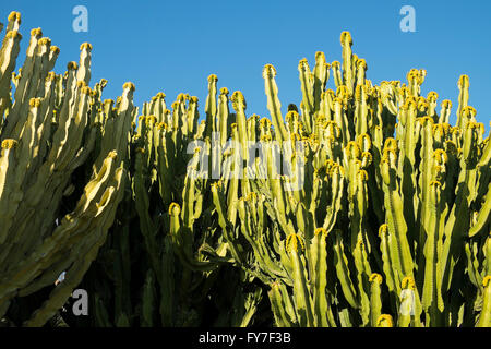 Euphorbia Kandelaber. Parque De La Paloma. Benalmadena, Malaga, Spanien Stockfoto