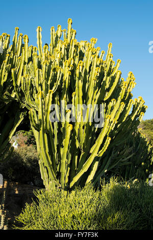 Euphorbia Kandelaber. Parque De La Paloma. Benalmadena, Malaga, Spanien Stockfoto