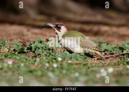 Grünspecht, Picus Viridis, einziger Vogel auf dem Rasen, Warwickshire, April 2016 Stockfoto