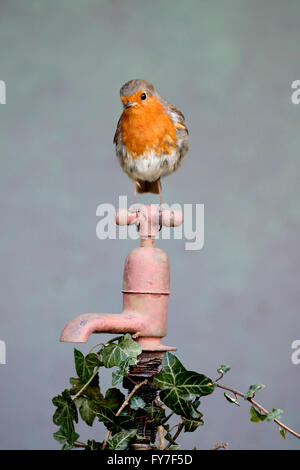 Robin, Erithacus Rubecula, einzelne Vogel auf rostigen Garten Wasserhahn, Warwickshire, April 2016 Stockfoto