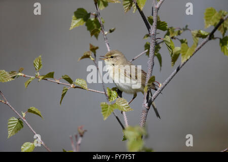 Willow Warbler, Phylloscopus Trochilus, einziger Vogel auf Zweig, Warwickshire, April 2016 Stockfoto