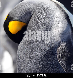 Ein König Pinguin (Aptenodytes Patagonicus) preens.  Saunders Island, Falkland-Inseln. Stockfoto