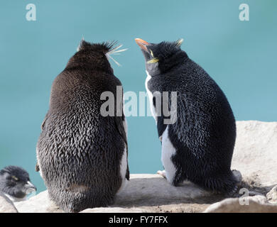 Südlichen Rockhopper Penguin, Eudyptes (Chrysocome) Chrysocome in der Verschachtelung Kolonie auf Saunders Island. Falkland-Inseln Stockfoto