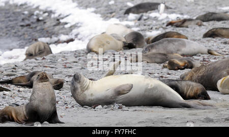 Young südlichen See-Elefanten (Mirounga Leonina) und antarktischen Seebären (Arctocephalus Gazella) Erholung am Strand Stockfoto