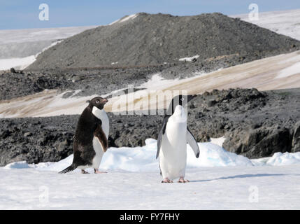 Zwei Adelie-Pinguine (Pygoscelis Adeliae) auf ihre Verschachtelung Kolonie in Hope Bay. Hope Bay, Antarktis. Stockfoto