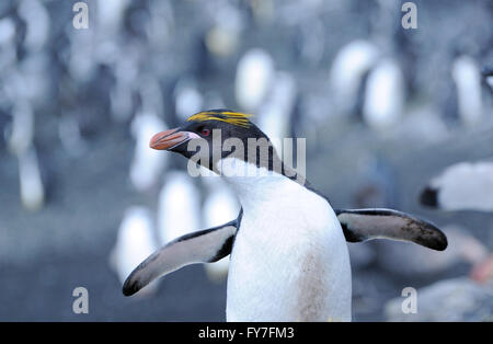 Eine Makkaroni Penguin (Eudyptes Chrysolophus) steht auf schwarzem Vulkansand in der Verschachtelung Kolonie auf Saunders Island. Stockfoto