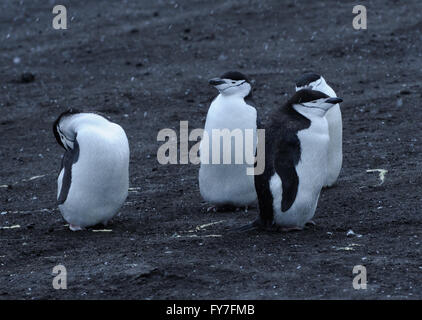 Auf schwarzem Vulkansand in ihre Verschachtelung Kolonie stehen vier Pinguine der Zügelpinguinen (Pygoscelis Antarctica)). Saunders Island Stockfoto