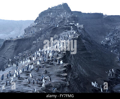 Mauser, Erwachsenen und Jugendlichen stehen Pinguine Zügelpinguinen (Pygoscelis Antarctica) auf schwarzem Vulkansand in ihre Verschachtelung Kolonie. Stockfoto