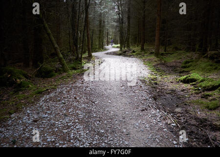 Ein sonnendurchfluteten Stein / Kiesweg schlängelt sich der Weg durch Nadelbäume in einem Wald. Stockfoto