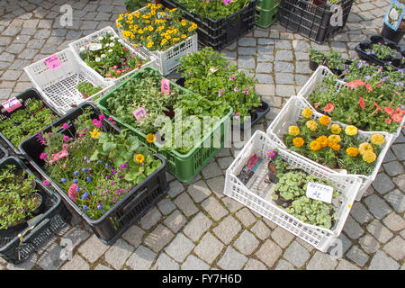 Verkauf von Sämlingen von Blumen auf dem Markt in der tschechischen Stadt Trebic. Blumen auf alten Granitpflaster. Stockfoto