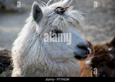 Porträt von einem weißen Lama Stockfoto