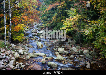 Bach im Herbstwald, Nationalpark Riesengebirge (Karkonoski Park Narodowy), Sudeten, Polen Stockfoto