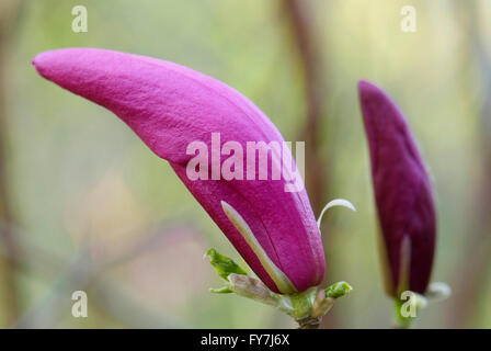 Magnolia Blumen auf die Unschärfe Frühling grünen Hintergrund Stockfoto