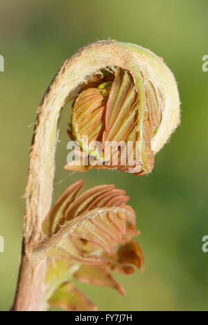 junges Blatt der Farn Osmunda Regalis hautnah Stockfoto