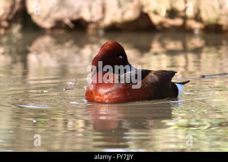 Eisenhaltige Ente (Aythya Nyroca) Stockfoto