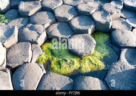 Giants Causeway. Einzigartige sechseckige Gesteinsformationen vulkanischen Basalt Felsen an der Küste in Nordirland, Vereinigtes Königreich Stockfoto