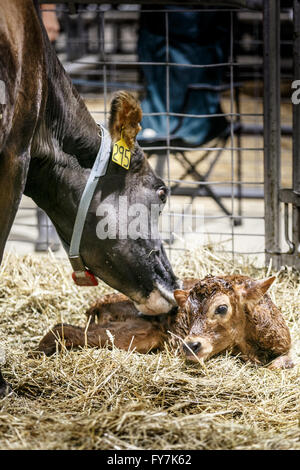 Mutter Kuh und ihr neugeborenes Kalb an der 2015 Maryland State Fair in Timonium, MD. Stockfoto