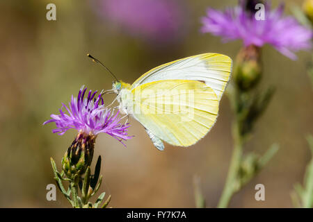 Pieris Rapae, normalerweise genannt kleine Kohl weißen Schmetterling Stockfoto