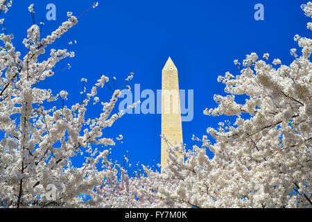 Das Washington Monument während der Cherry Blossom Festival Washington DC Stockfoto