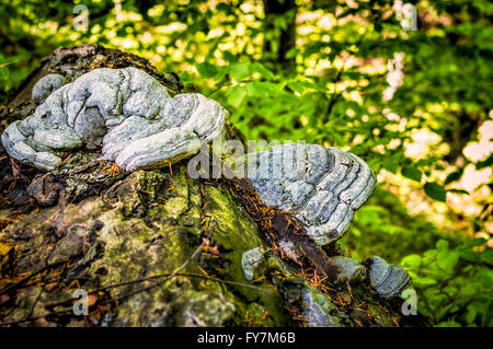 Pilze (Fomes Fomentarius) wachsen aus einem gefallenen Baumstamm HUF. Stockfoto