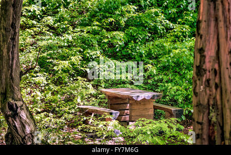 Hölzerne Picknick-Tisch und zwei Bänke in den Wald, eingerahmt von zwei Bäume. Stockfoto