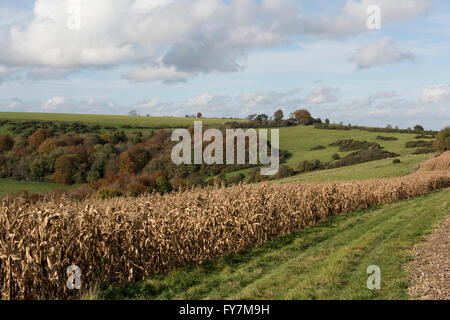 Trockenen getrockneten Mais Spiel Ernte im Herbst mit bunten Downland Bäume an einem schönen Oktobertag Stockfoto