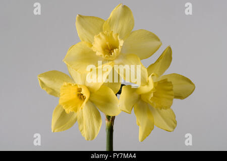 Narcissus "Pieper", ein Jonquilla Narzissen mit mehreren blass zitronengelbe Blüten, April Stockfoto