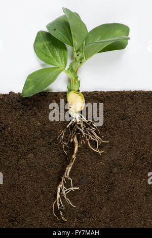 Junge Bohnen Pflanze, Vicia Faba, mit gekeimten Samen, frühen Blättern und Wurzeln Stockfoto