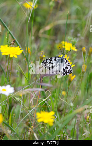 Spanisch marmoriert weiß, Melanargia Ines ruht auf einem Felsen. Andalusien, Spanien. Stockfoto