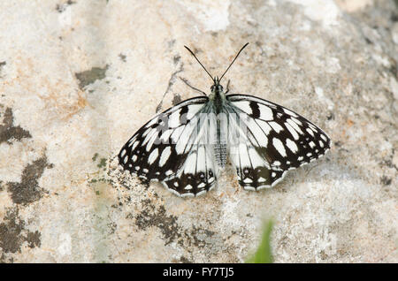 Spanisch marmoriert weiß, Melanargia Ines ruht auf einem Felsen. Andalusien, Spanien. Stockfoto