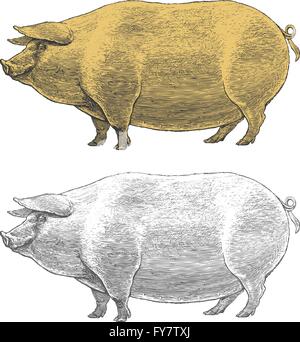 Schwein oder Schweine in Vintage Gravur Stil auf transparenten Hintergrund Stock Vektor
