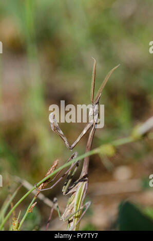 Conehead Mantis, Empusa Pennata (männlich), Andalusien, Spanien. Stockfoto
