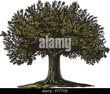 Vektor-Illustration von einem Obstbaum in Vintage Gravur Stil. Stock Vektor
