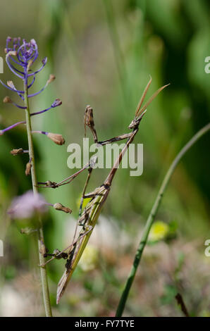 Conehead Mantis, Empusa Pennata (männlich), Andalusien, Spanien. Stockfoto