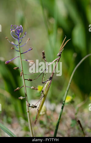 Conehead Mantis, Empusa Pennata (männlich), Andalusien, Spanien. Stockfoto