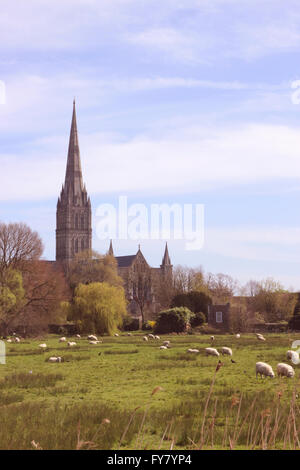 Salisbury Kathedrale Wiltshire England Stockfoto