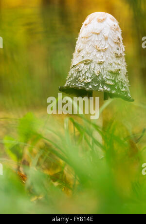 Shaggy Tinte GAP (Coprinus Comatus) Pilze im Wald Stockfoto