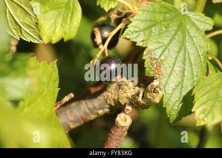 Josta Obst (Ribes Nidigrolaria), ein Hybrid aus schwarzer Johannisbeere (Ribes Nigrum), der nordamerikanischen Küste schwarze Stachelbeere (Ribes Stockfoto