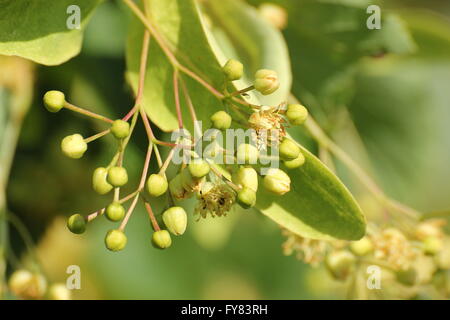 Die Früchte hängen an einem Baum Linde (Tilia). Stockfoto