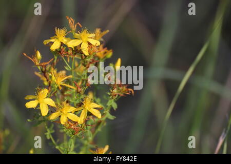 Blüten von Johanniskraut (Hypericum Perforatum). Stockfoto