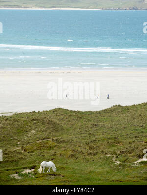 Ein weißes Pferd weidet auf den Dünen in der Nähe von Luskentyre Strand Insel Harris, äußeren Hebriden, Schottland. Stockfoto