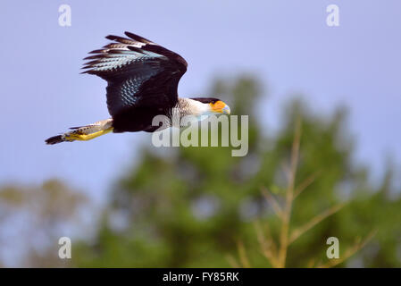 Südlichen Crested Karakara (Caracara Plancus) während des Fluges des Profils angezeigt Stockfoto